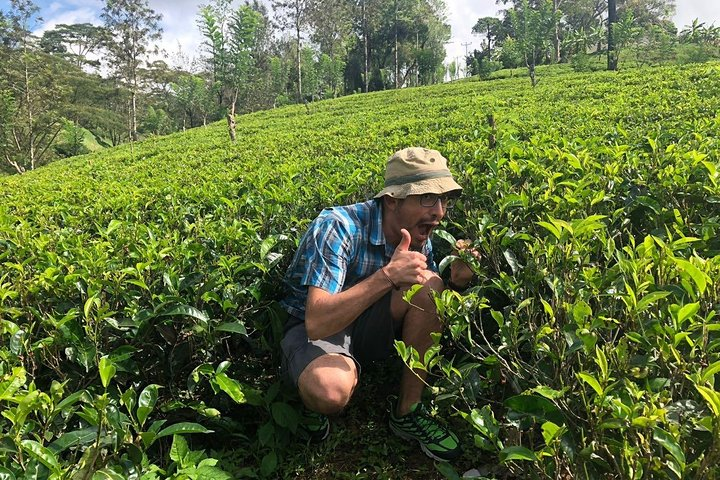 Ceylon Tea Tour (10 Days) - Photo 1 of 9
